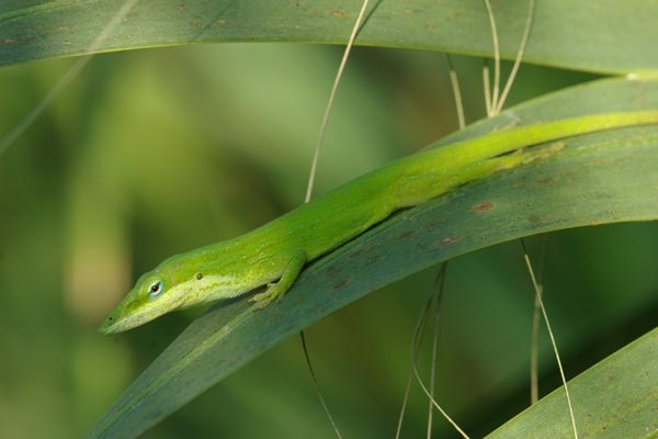 Green Anole (Anolis carolinensis)