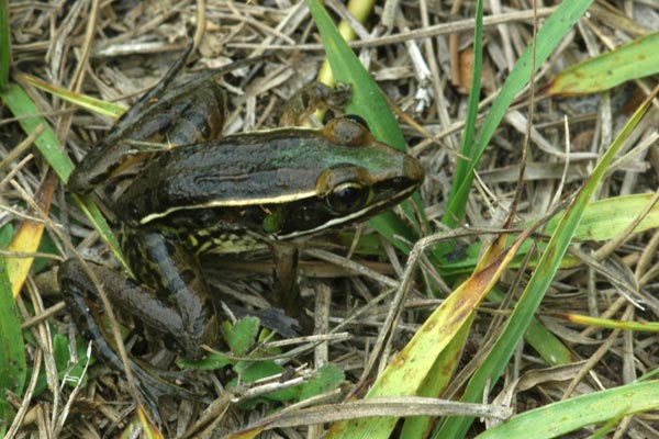 [http://www.wildherps.com/images/herps/standard/04040903PD_leopard_frog.jpg]