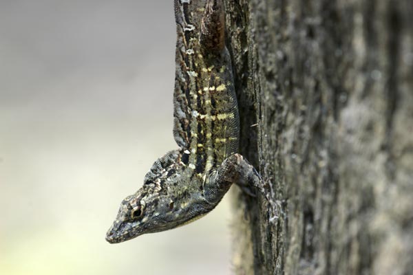 Cuban Brown Anole (Anolis sagrei sagrei)