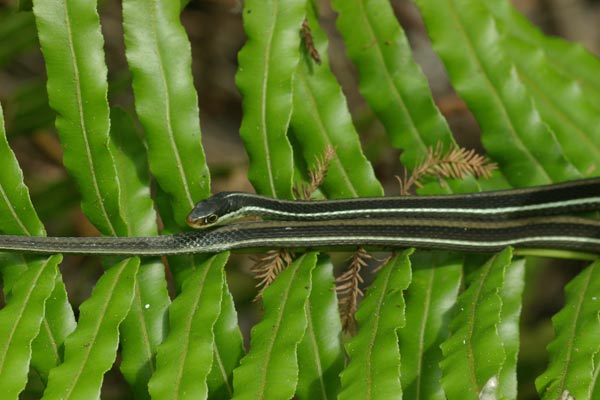 Peninsula Ribbonsnake (Thamnophis saurita sackenii)