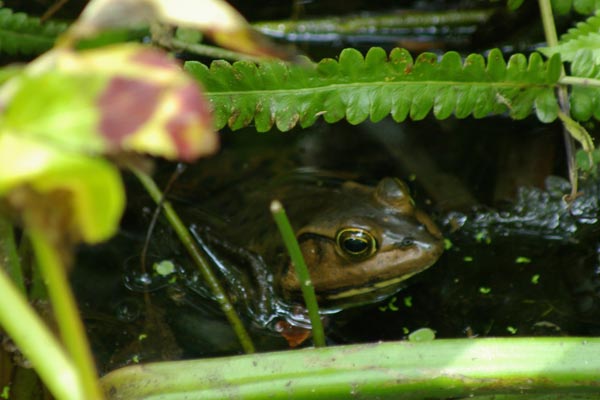 Pig Frog (Lithobates grylio)