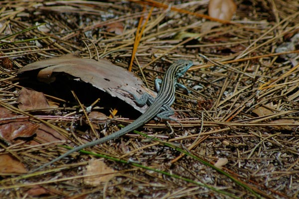 Eastern Six-lined Racerunner (Aspidoscelis sexlineata sexlineata)