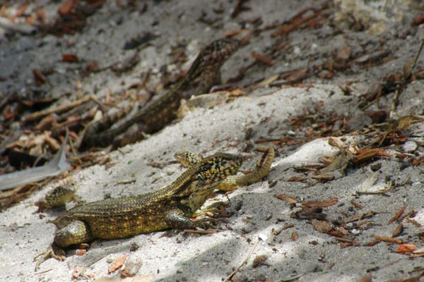 Northern Curly-tailed Lizard (Leiocephalus carinatus)