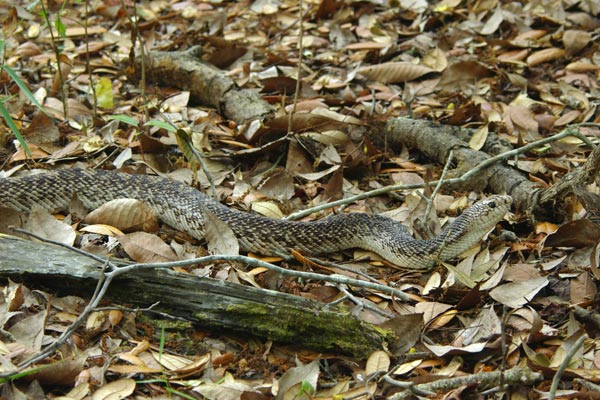 Pine snake, Pine snake-Pine snakes, Pine snake Pictures