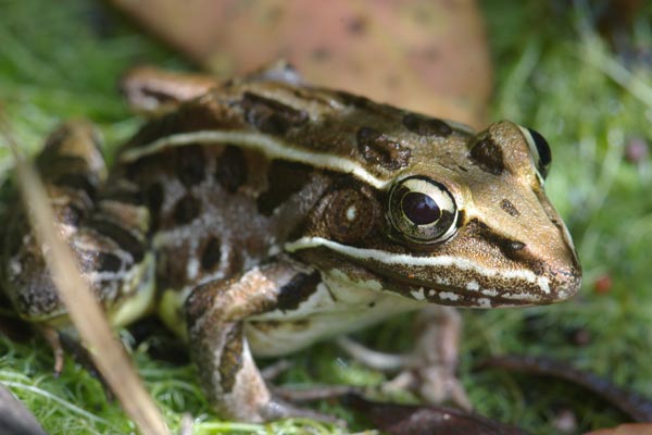 Southern Leopard Frog (Lithobates sphenocephalus utricularius)