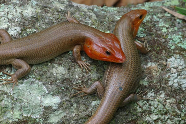 Broad-headed Skink (Plestiodon laticeps)