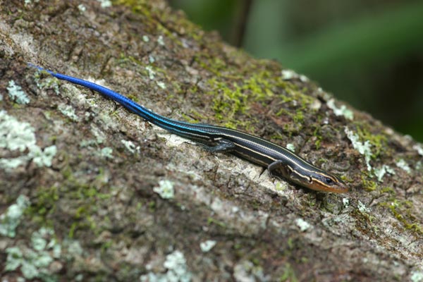 Broad-headed Skink (Plestiodon laticeps)