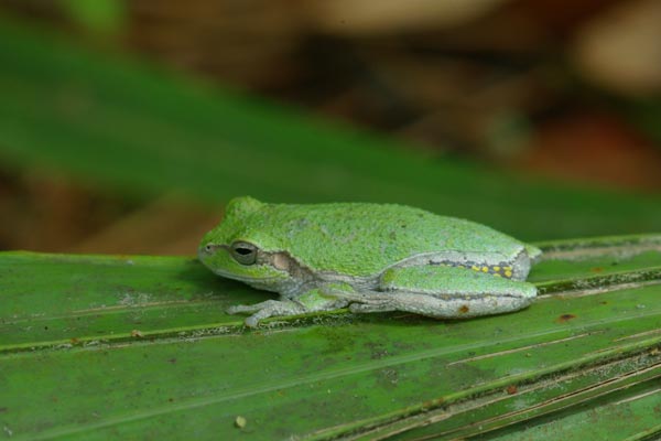 Pine Woods Treefrog (Hyla femoralis)