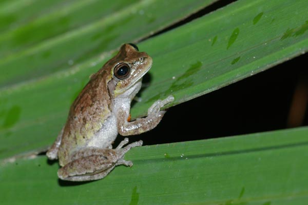 Pine Woods Treefrog (Hyla femoralis)