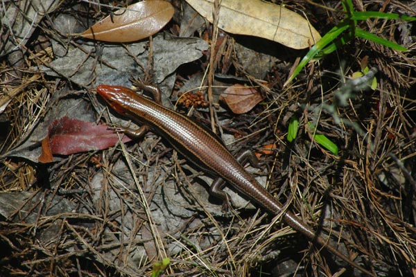 Southeastern Five-lined Skink (Plestiodon inexpectatus)