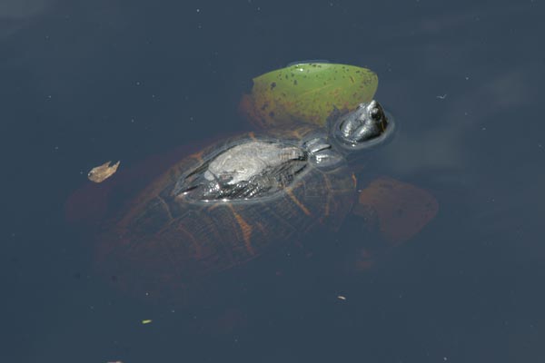 Coastal Plain Cooter (Pseudemys concinna floridana)