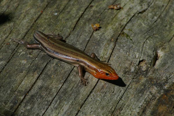 Broad-headed Skink (Plestiodon laticeps)