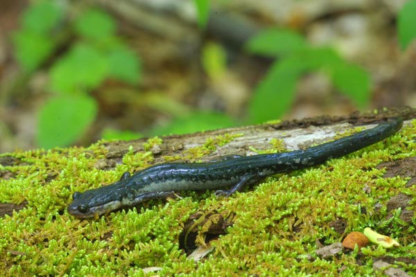 Chattahoochee Slimy Salamander (Plethodon chattahoochee)