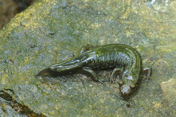 Black-bellied Salamander (Desmognathus quadramaculatus)