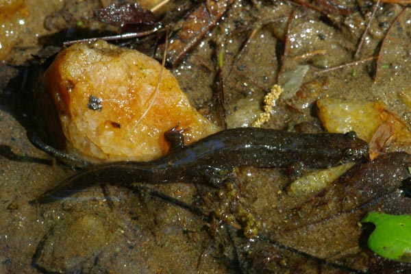 Southern Blackbelly Salamander (Desmognathus amphileucus)