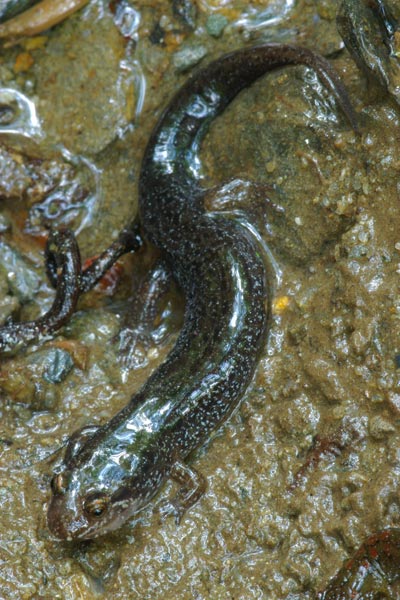 Cherokee Blackbelly Salamander (Desmognathus gvnigeusgwotli)