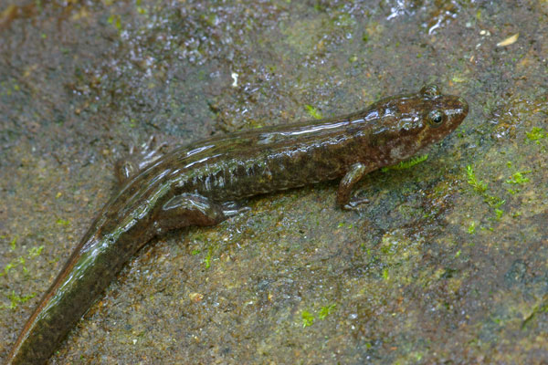 Seal Salamander (Desmognathus monticola)