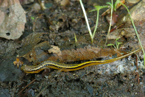 Blue Ridge Two-lined Salamander (Eurycea wilderae)