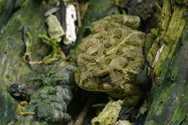 Fowler’s Toad (Anaxyrus fowleri)