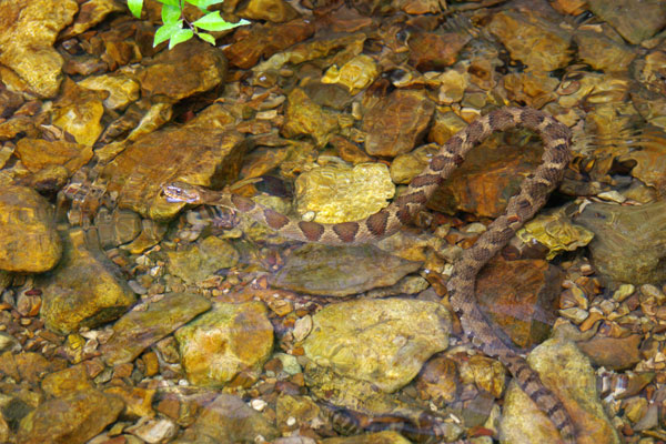 Midland Watersnake (Nerodia sipedon pleuralis)