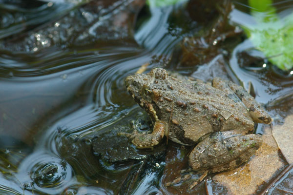 Northern Cricket Frog (Acris crepitans)