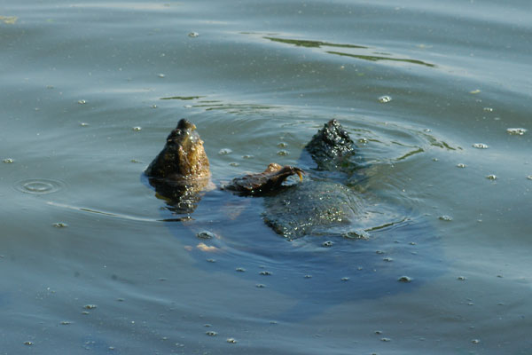 Snapping Turtle (Chelydra serpentina)