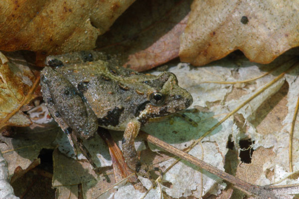 Northern Cricket Frog (Acris crepitans)