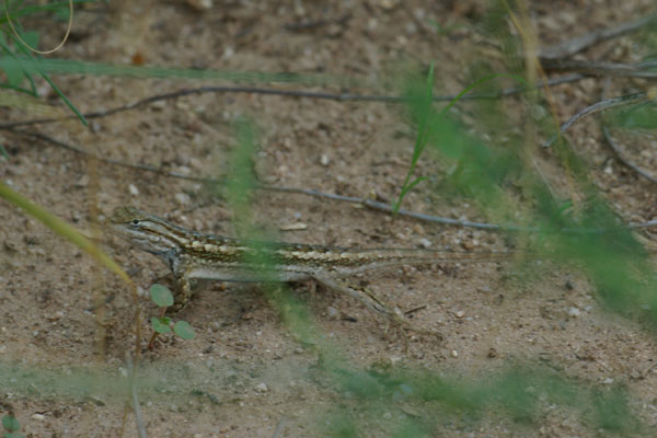 Southwestern Fence Lizard (Sceloporus cowlesi)