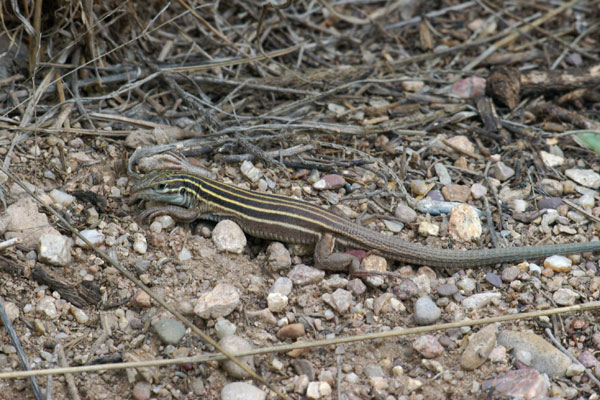 Desert Grassland Whiptail (Aspidoscelis uniparens)