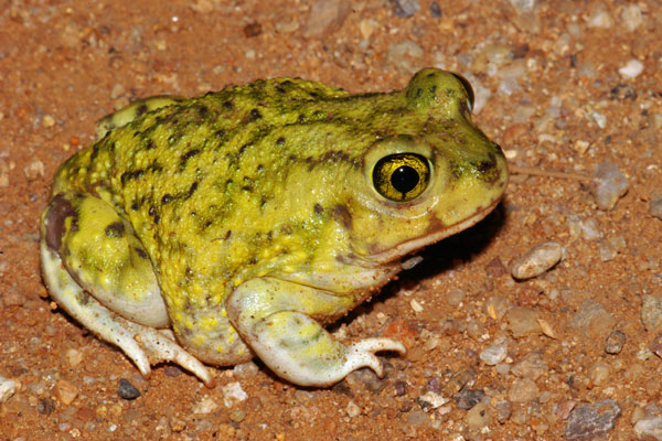 Couch’s Spadefoot (Scaphiopus couchii)