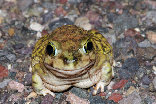 Couch’s Spadefoot (Scaphiopus couchii)