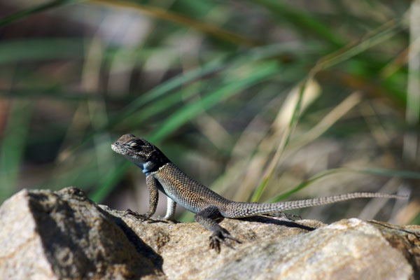 Yarrow’s Spiny Lizard (Sceloporus jarrovii)
