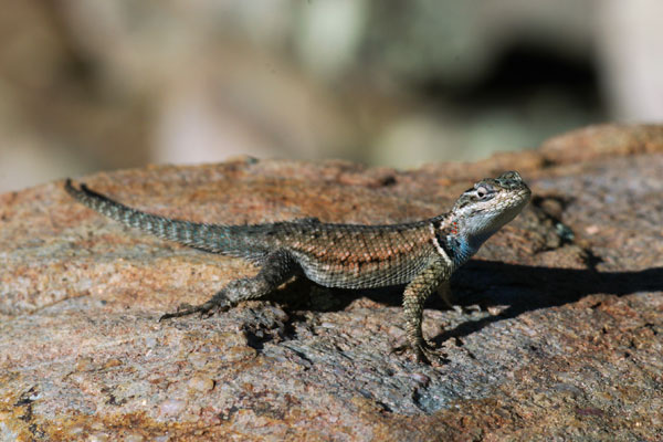 Yarrow’s Spiny Lizard (Sceloporus jarrovii)