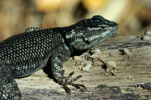 Yarrow’s Spiny Lizard (Sceloporus jarrovii)