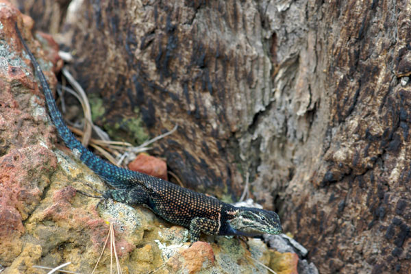 Yarrow’s Spiny Lizard (Sceloporus jarrovii)