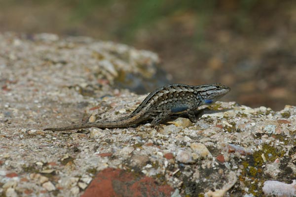 Plateau Lizard (Sceloporus tristichus)