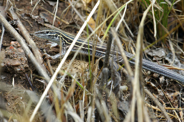 Plateau Striped Whiptail (Aspidoscelis velox)