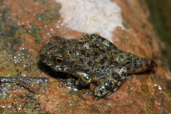 Canyon Treefrog (Hyla arenicolor)