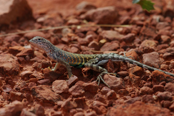 Chihuahuan Greater Earless Lizard (Cophosaurus texanus scitulus)