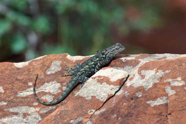 Plateau Spiny Lizard (Sceloporus clarkii vallaris)