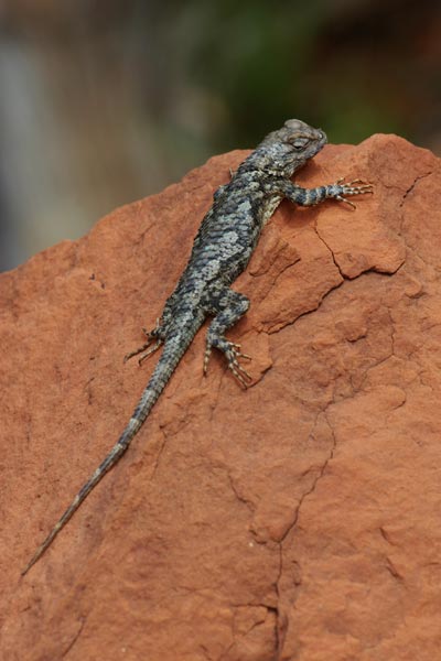Plateau Spiny Lizard (Sceloporus clarkii vallaris)
