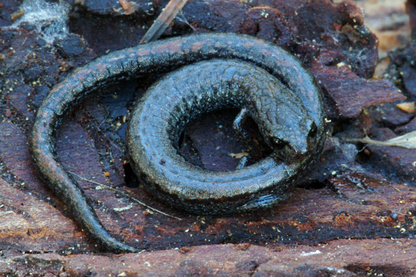 Black-bellied Slender Salamander (Batrachoseps nigriventris)