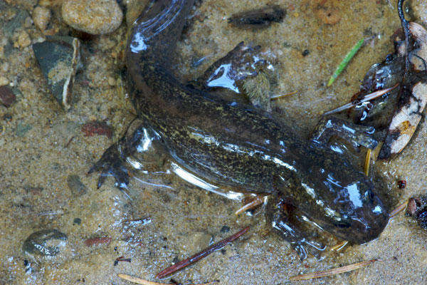 California Giant Salamander (Dicamptodon ensatus)