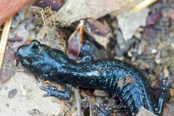 Santa Cruz Black Salamander (Aneides niger)