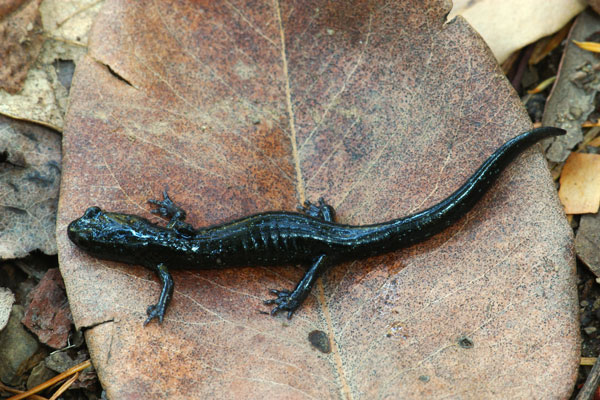 Santa Cruz Black Salamander (Aneides niger)