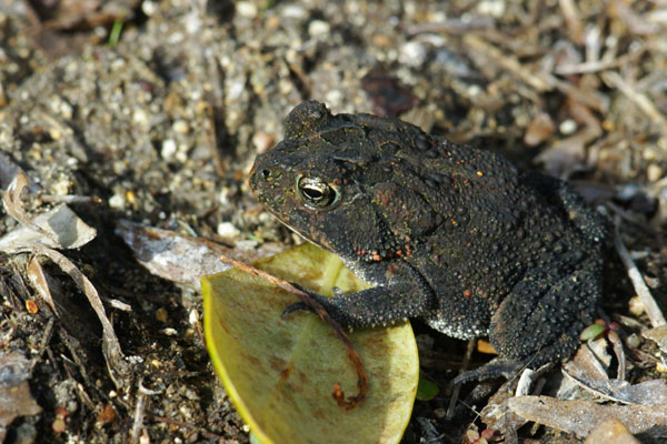 Southern Toad (Anaxyrus terrestris)