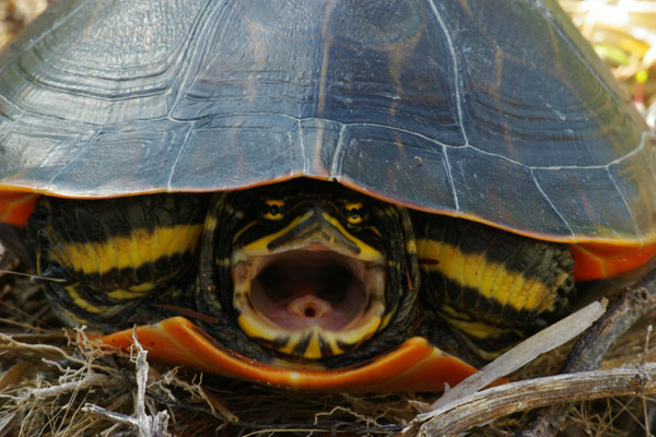 Florida Chicken Turtle (Deirochelys reticularia chrysea)