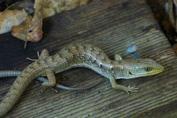 Woodland Alligator Lizard (Elgaria multicarinata webbii)