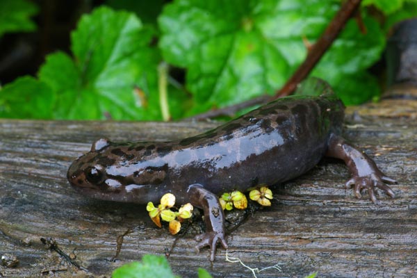 Coastal Giant Salamander (Dicamptodon tenebrosus)