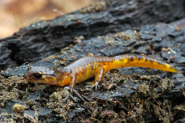 Oregon Ensatina (Ensatina eschscholtzii oregonensis)